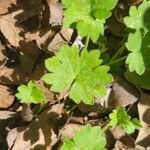 Bowlesia incana Leaf