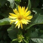 Silphium perfoliatum Цвят