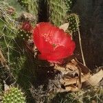 Opuntia polyacantha Flor