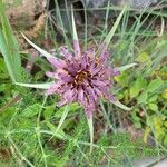 Tragopogon porrifolius 花