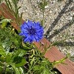 Centaurea cyanusফুল