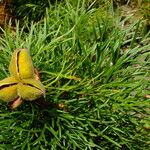 Paeonia tenuifolia Frucht