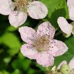 Rubus ulmifolius 花