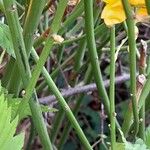 Kerria japonica Bark