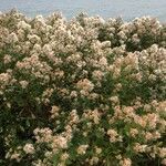 Baccharis halimifolia Flower