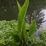 Rumex hydrolapathum Leaf