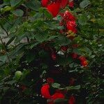 Mussaenda erythrophylla Листок