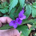 Cardamine glanduligera Flors