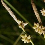 Carex fritschii Інше