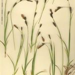 Carex frigida Mosusu