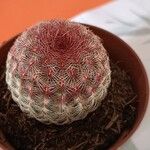 Echinocereus rigidissimus 叶