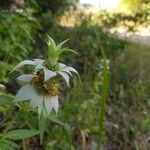 Monarda citriodora Folha