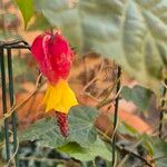 Callianthe megapotamica Flower