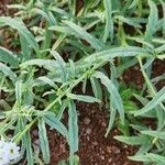 Heliotropium longiflorum पत्ता