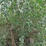 Leptospermum laevigatum Likasa