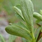 Salix retusa Leaf