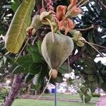 Barringtonia asiatica Fruit