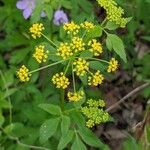 Zizia aurea Flower