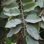 Annona senegalensis Leaf
