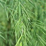 Asparagus officinalis Leaf