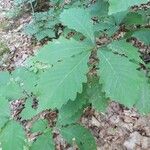 Quercus michauxii Leaf