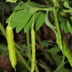 Corydalis flavula Květ