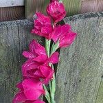 Gladiolus communis പുഷ്പം