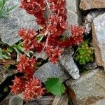 Sedum atratum Habit