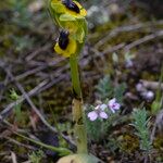 Ophrys lutea 形態