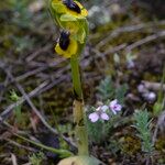 Ophrys lutea Habitat