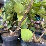 Ficus carica Fruitua