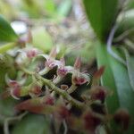 Bulbophyllum resupinatum Flor