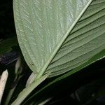 Piper sublineatum 葉
