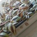 Tradescantia zebrinaFuelha