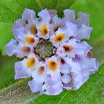 Lippia alba Flower