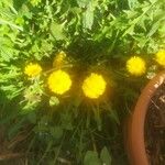 Taraxacum officinaleFlor