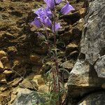 Campanula speciosa Hàbitat