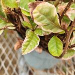 Ardisia japonica Folla