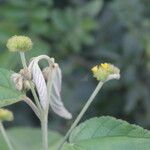 Waltheria glomerata Kvet