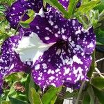 Petunia x atkinsiana പുഷ്പം