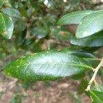 Quercus virginiana Frunză