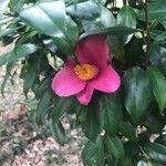 Camellia japonicaപുഷ്പം