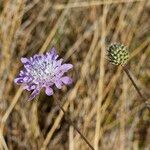 Cephalaria transsylvanica Blodyn