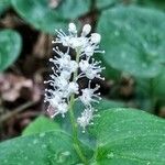 Maianthemum canadense 花