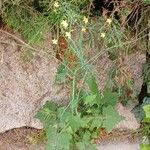 Lactuca muralis Blüte