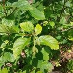 Alnus alnobetula Liść