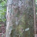 Chaetocarpus schomburgkianus Corteza