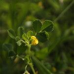 Medicago truncatula Flower