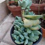 Pachyphytum bracteosum পাতা