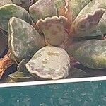 Adromischus cooperi Ліст